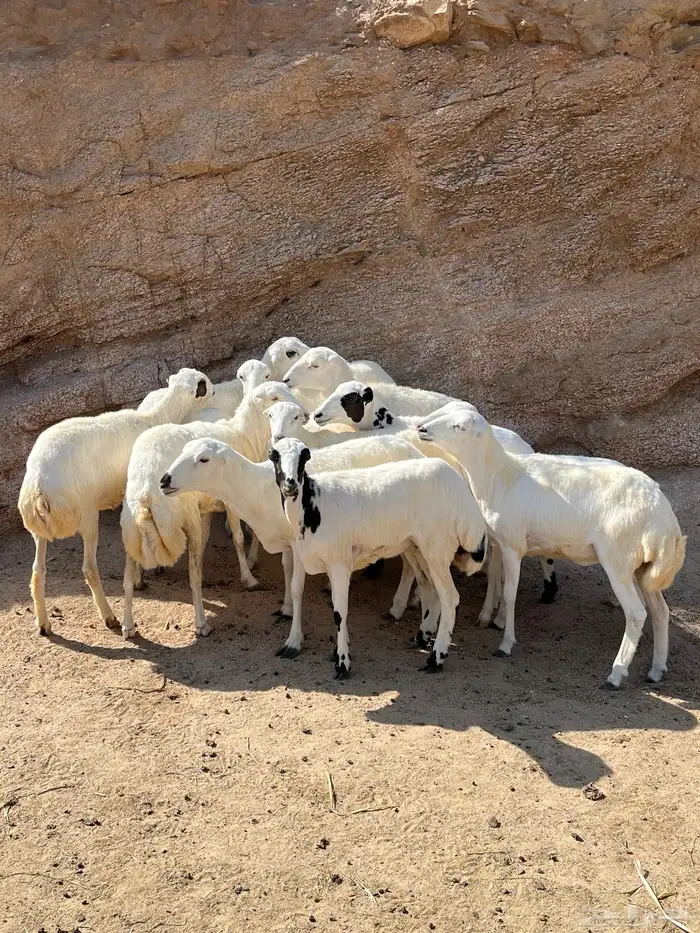 رخال رفيديات للبيع 0