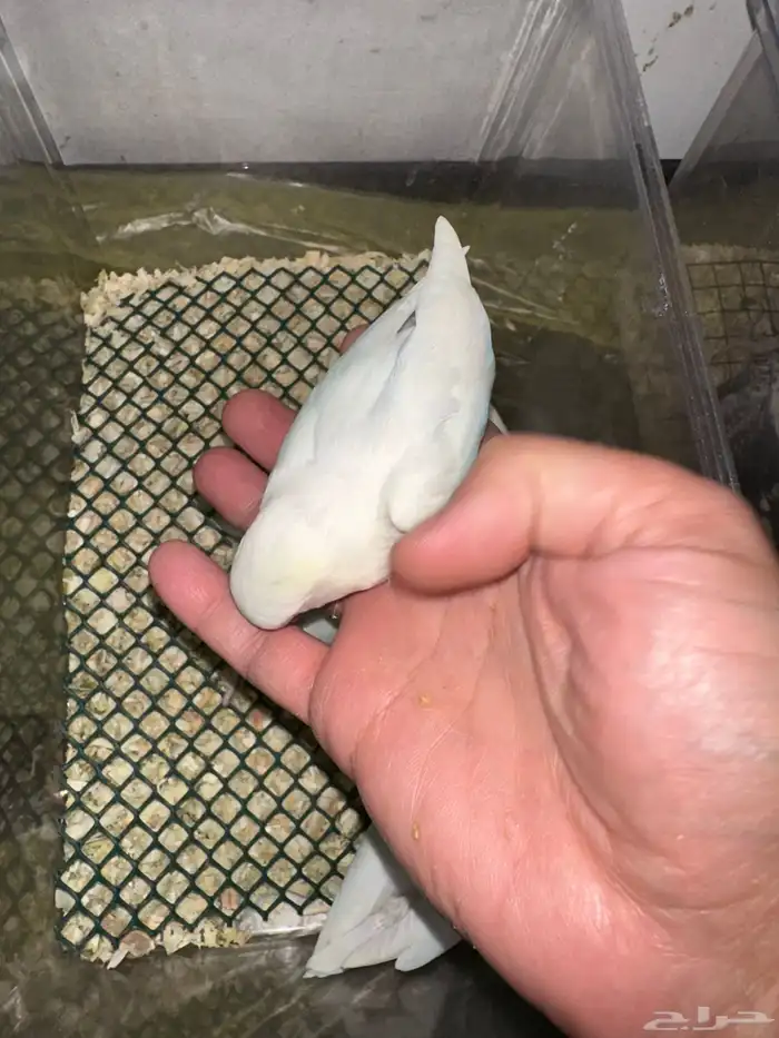 فروخ روز البينو قريب هدد(بالجملة) 3