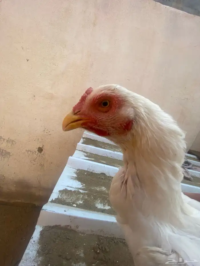 طقم سندي فاخر 0