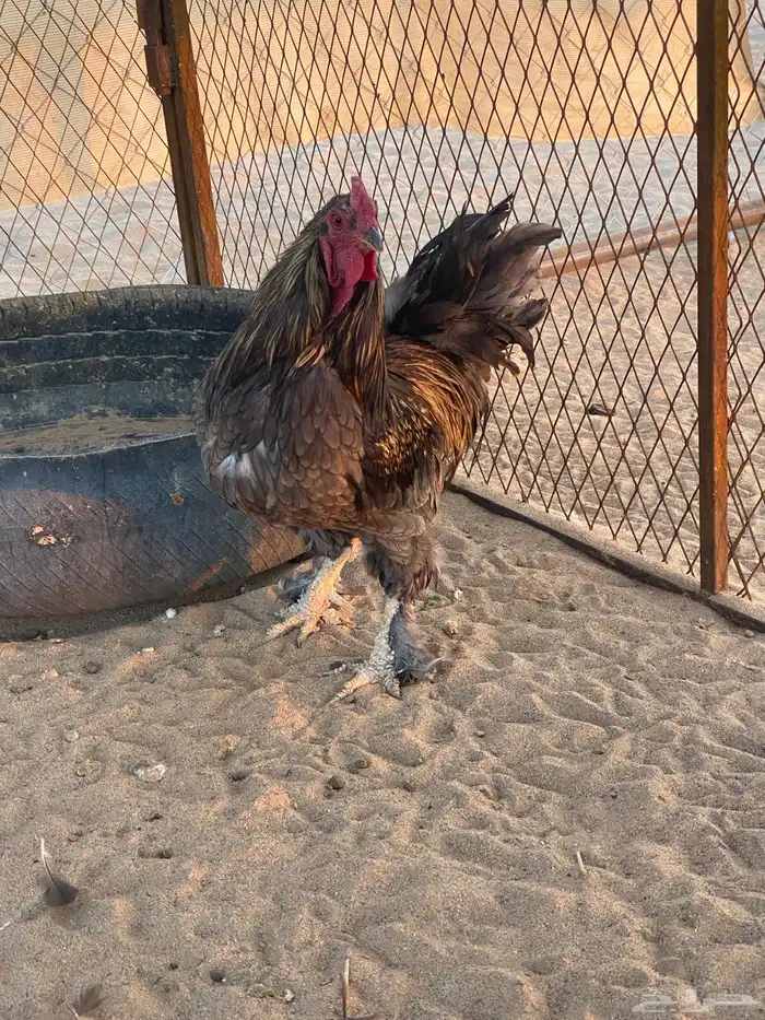 ديك كفو طول زين 1