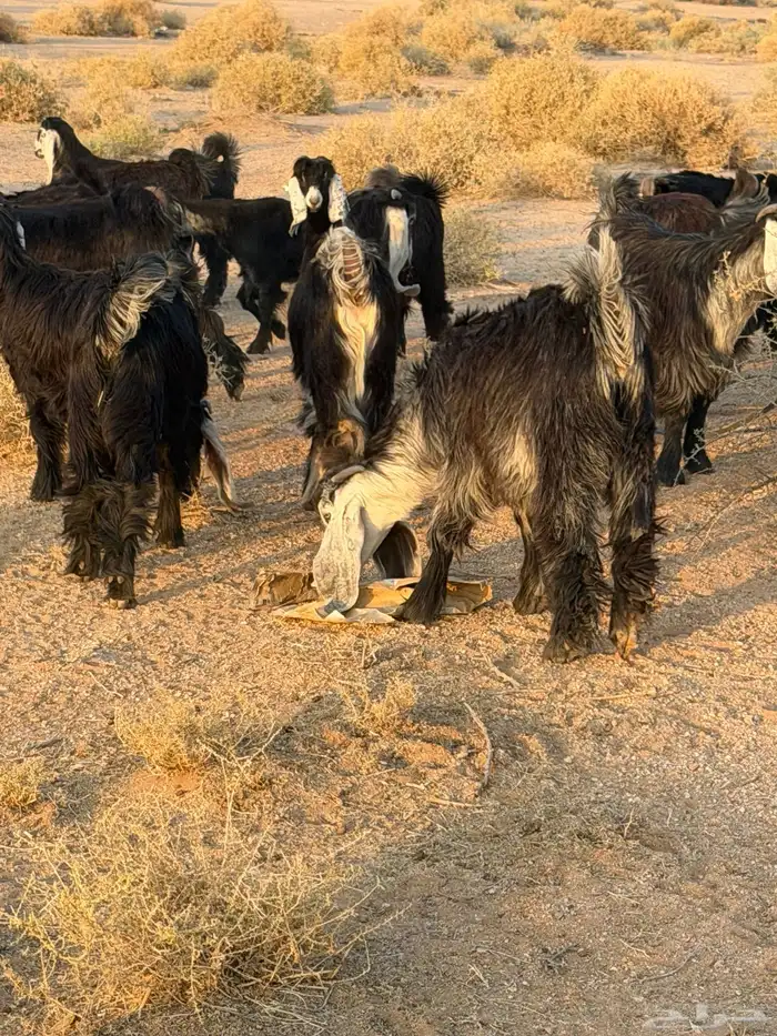 للبيع جذعات جفرات عوارض 1