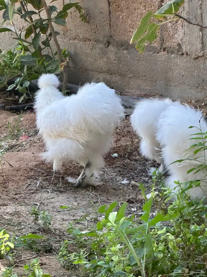 للبيع 3 ديوك قطني الصحه ممتازه 2