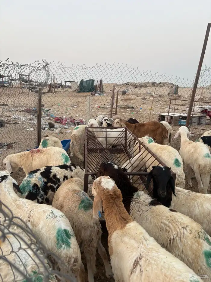 سواكني للبيع جمله أو تفريد 2