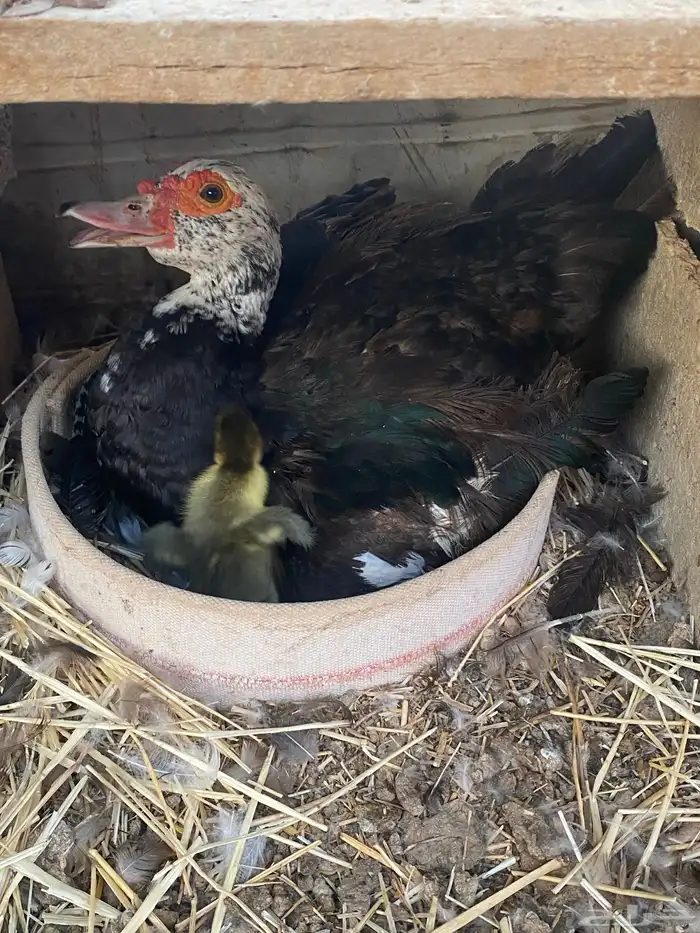 بطه مصرية مع فروخها 0