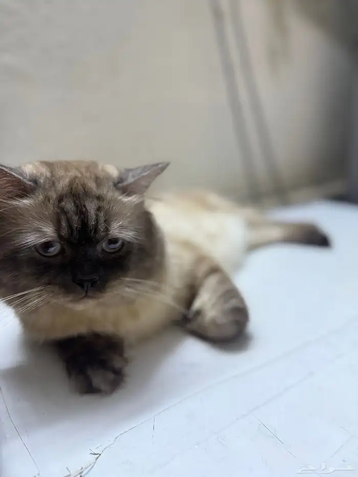 قط ذكر شيرازي هملايا مهجن أليف مدرب مع جميع اعرضه للبيع 1