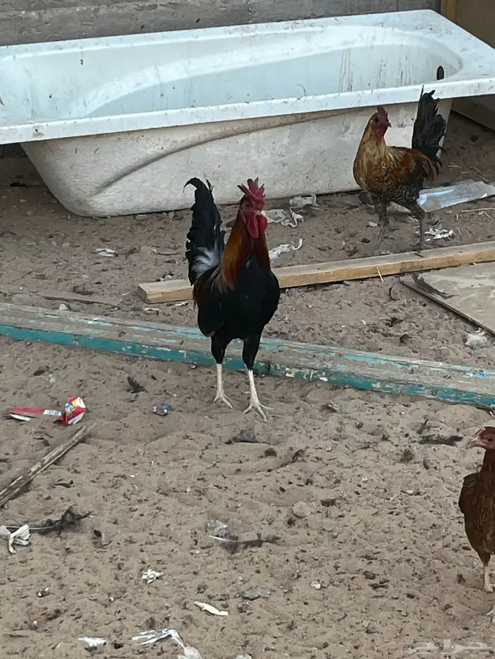 ديك عربي احمر تاج 6