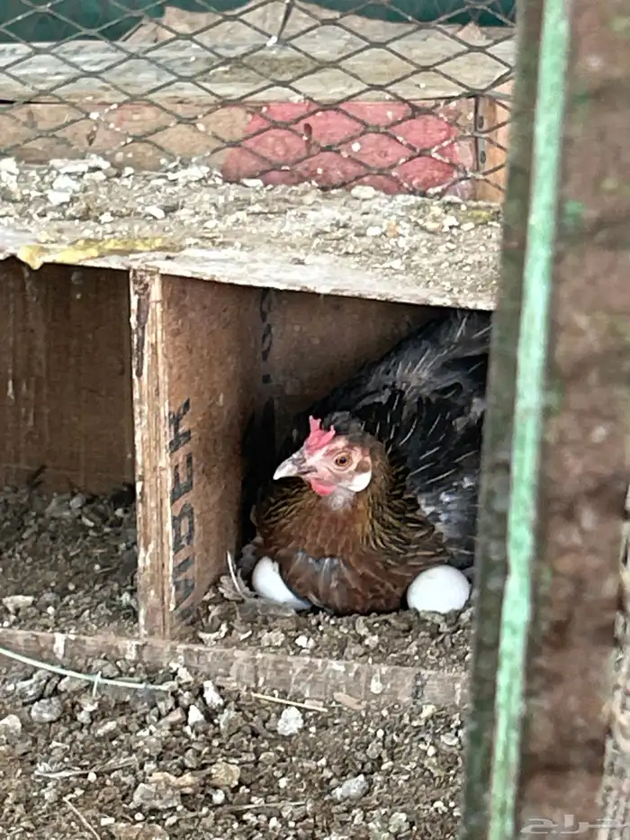 طقم ديك مع دجاجتين افرق تاج 2