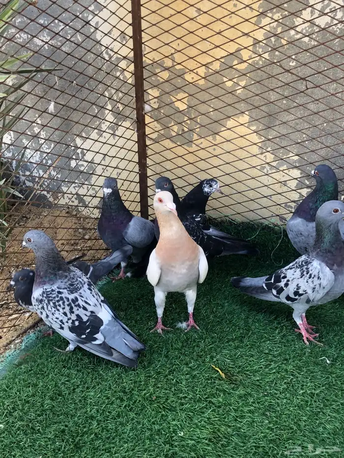 حمام زاجل عادي وسلفر انواع 0