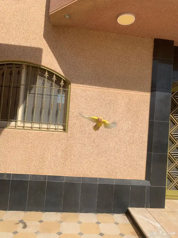 طيور روز لاتينو اليف هدد داخلي وخارجي 8