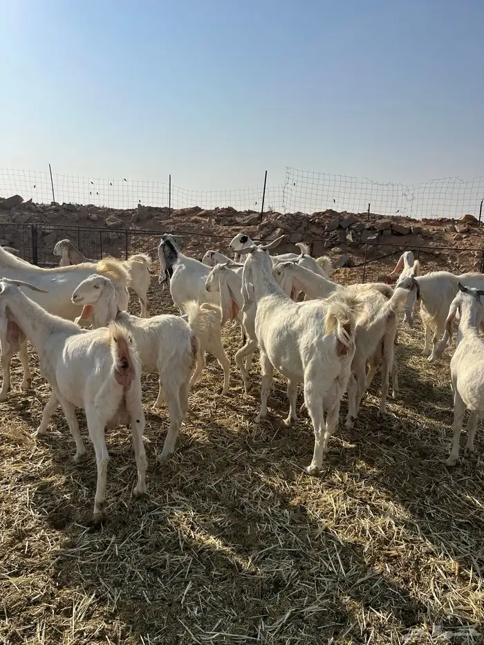 معزاء هولندية 12