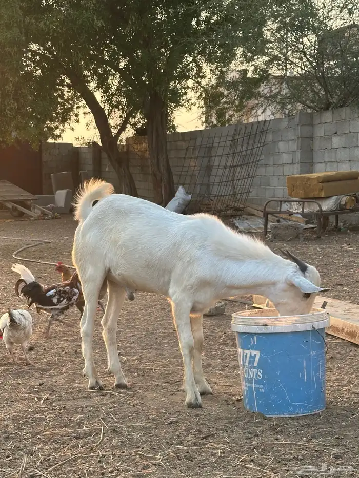 تيس اعفر للبيع 1