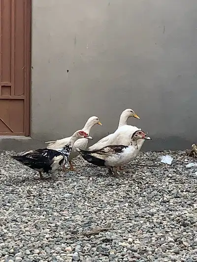 للبيع بط مشكلة خمس حبة index