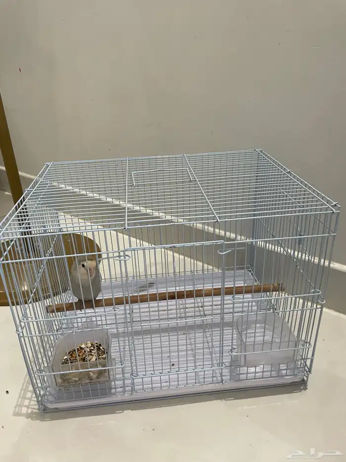 طيور للبيع الخرج 2