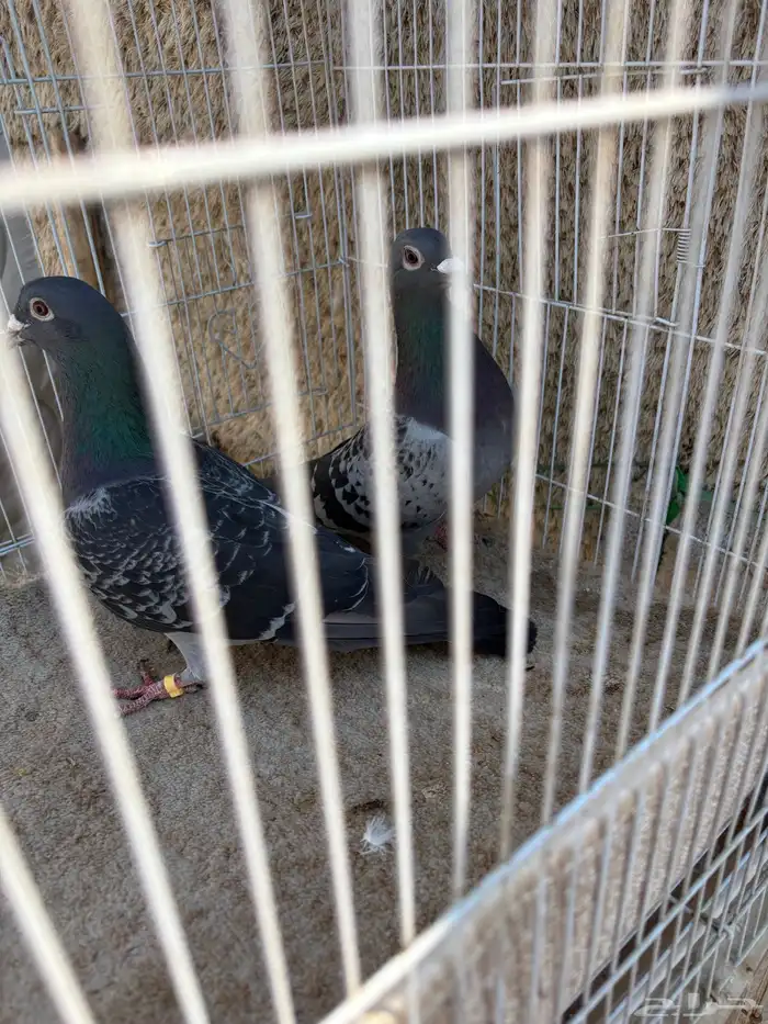 للبيع زوج زاجل 6