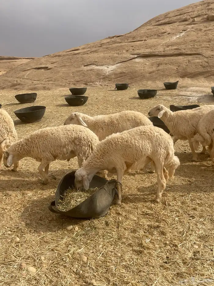 خرفان حريات 13