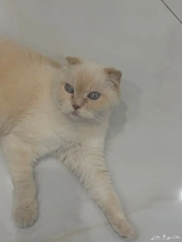 تبني مستعجل 1