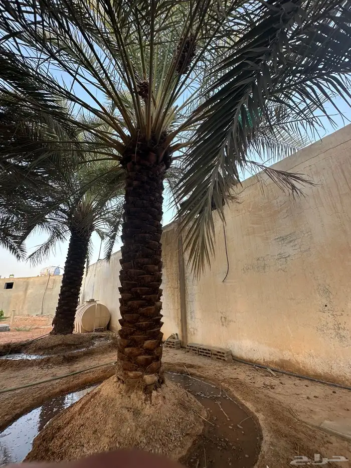 نخل مكرب للبيع 2