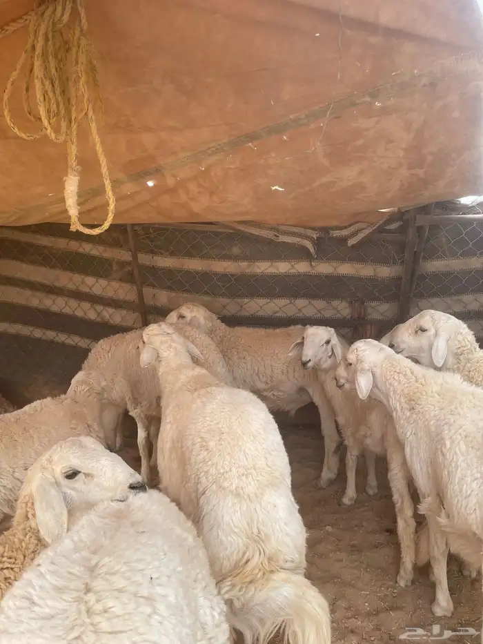 خرفان حريات 24