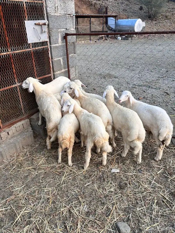 طليان ورخال للبيع 0