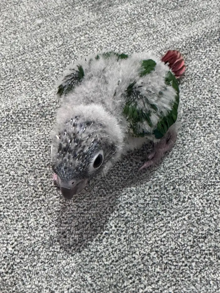 فروخ كنيور (((تم البيع خارج الموقع))) 4