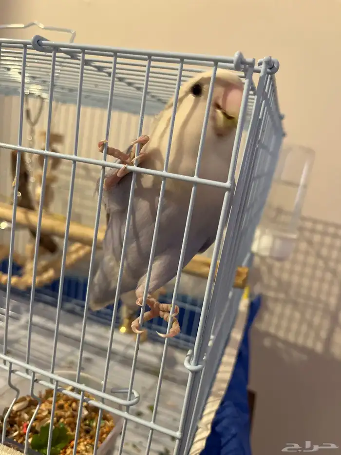 بغبغاء روز انثى تربيه 2