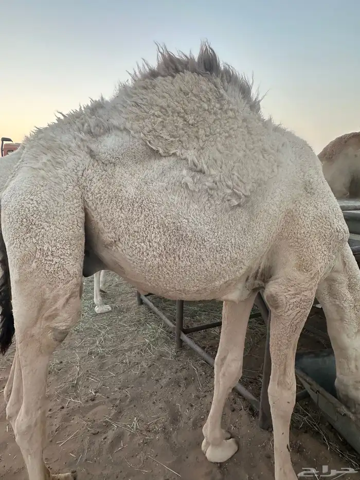 قعود 10 شهور على الحليب شرط 0