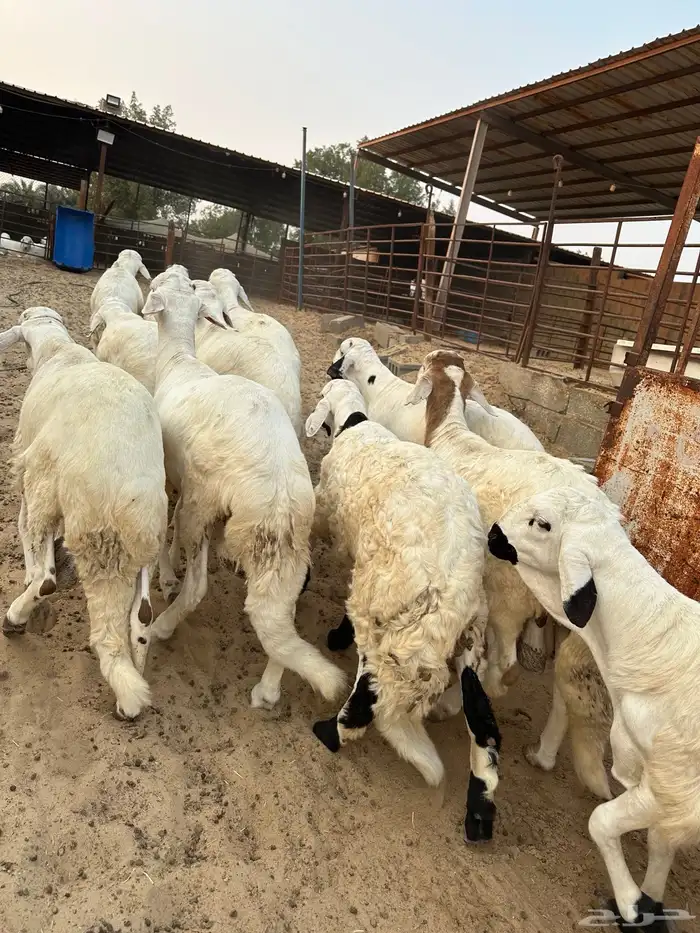 للبيع سواكن مرابي كفو 2