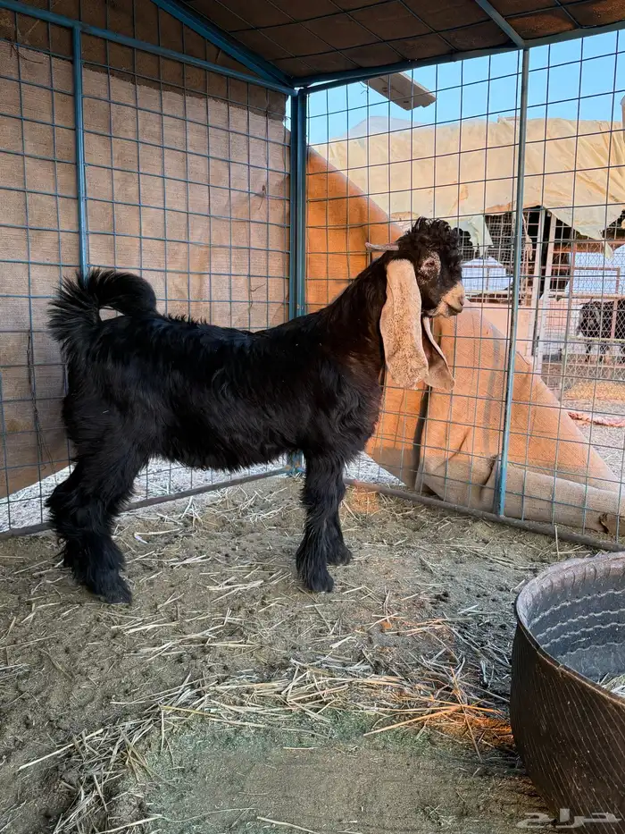 للبيع مستقبل فحل عااارضي طيب خصم 3