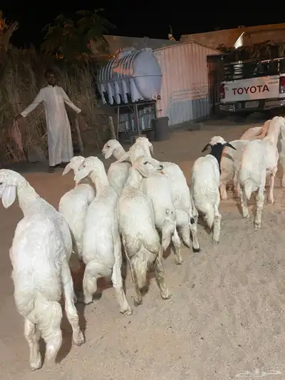 خرفان ورخال index