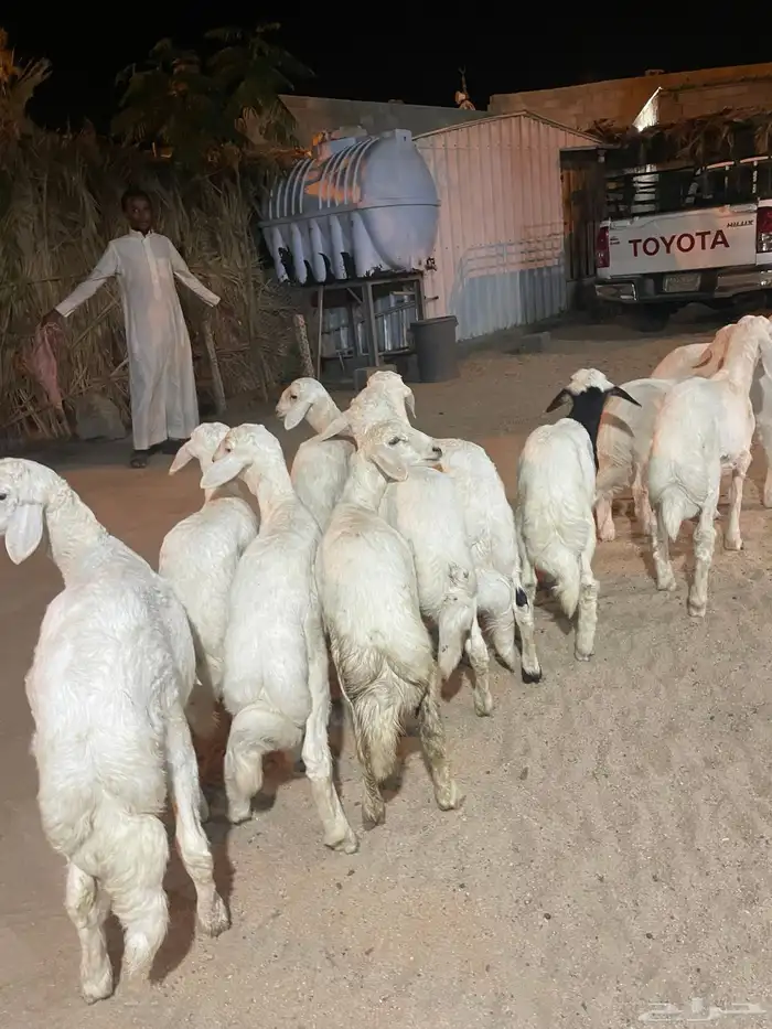 خرفان ورخال 0