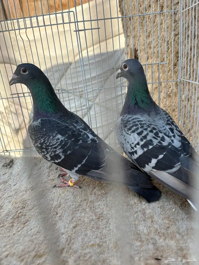 للبيع زوج زاجل 1