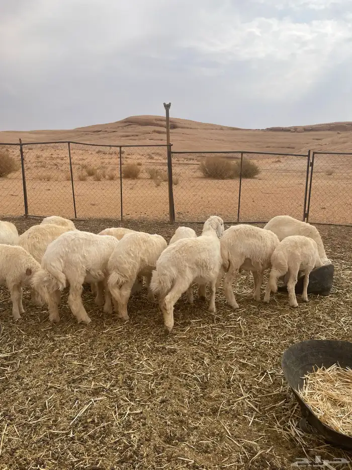 خرفان حريات 1