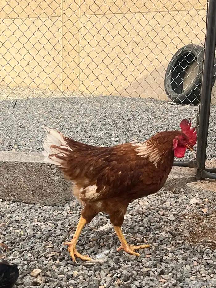 ديوك لوهمان الالمانيه 1