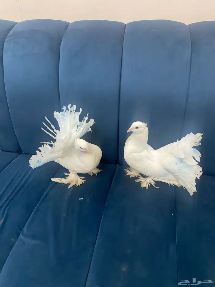 حمام قلابي للبيع 3