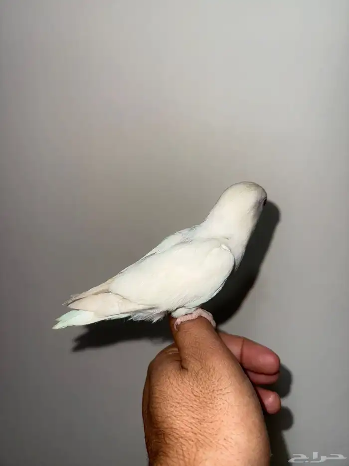 روز البينو اليف 1