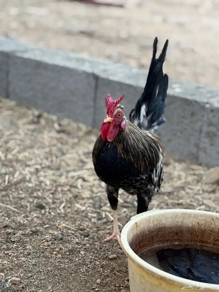 ديك عربي أفرق أكحل مقب ع 9