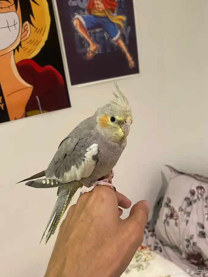 طير كروان أليف جدا  لعوب 2