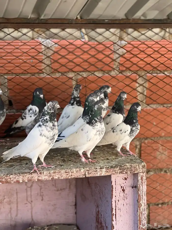 حمام بكستاني(تم البيع ) 3