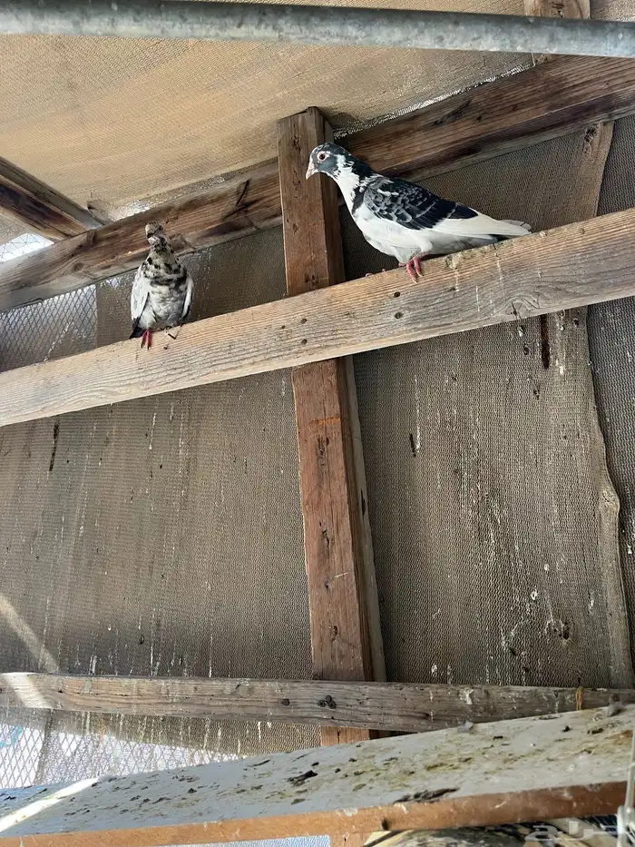 حمام باكستاني 2