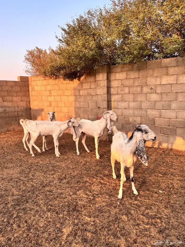 للبيع معزاء اشباب دفيع 3