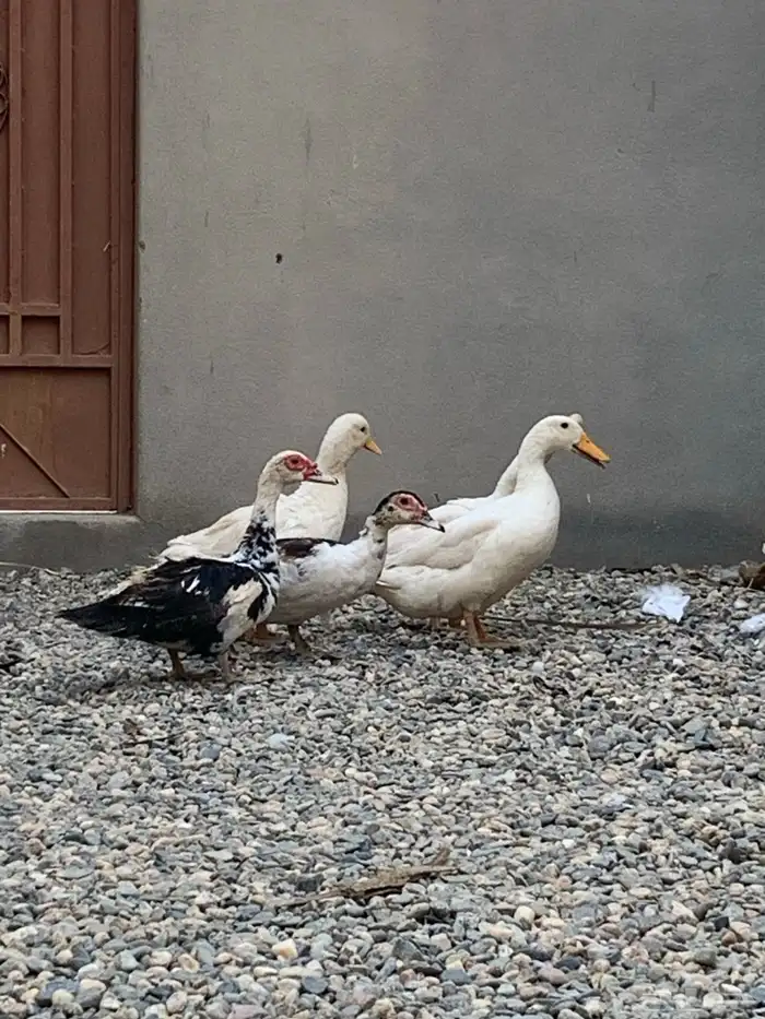 للبيع بط مشكلة خمس حبة 0