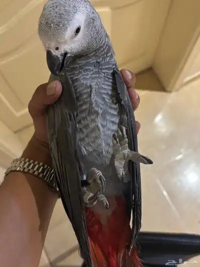 وينكم يا مربين الكاسكو سوبر جامبو ماشاء الله تبارك الرحمن index