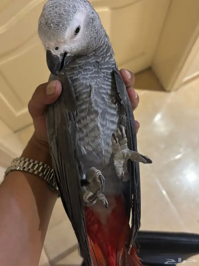 وينكم يا مربين الكاسكو سوبر جامبو ماشاء الله تبارك الرحمن 1