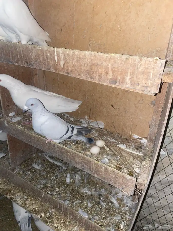 حمام فرنسي وحمام زاجل 0