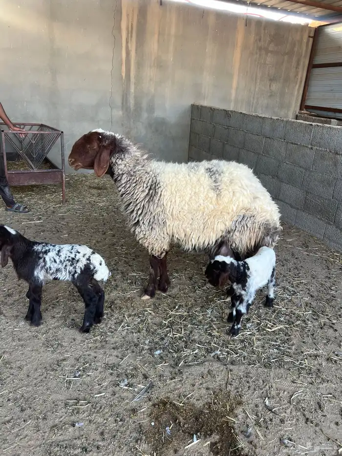 رغوث وراها توم رخل وخروف شرط سن وديد 0