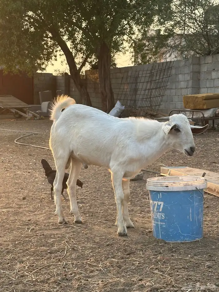 تيس اعفر للبيع 2