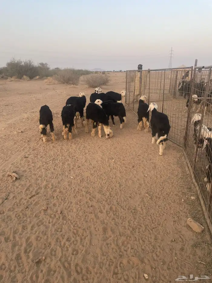 رخال نجد مقاني للبيع (( تم البيع )) 2