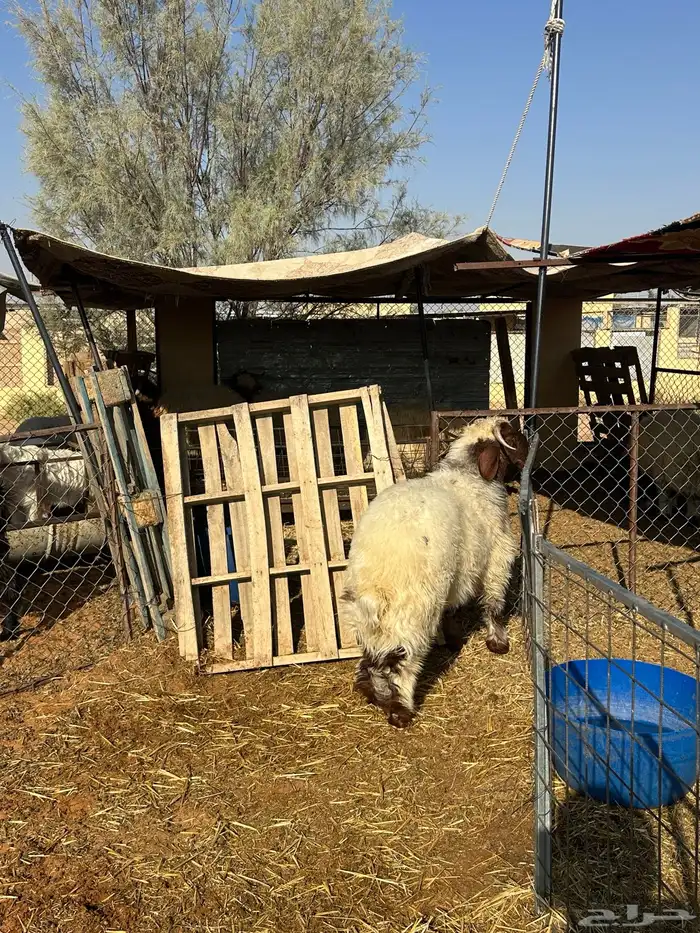 خروف نعيمي 4