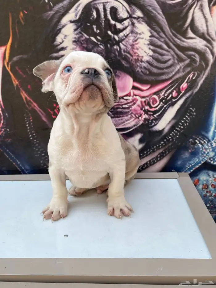 جراء فرنش بولدج 6