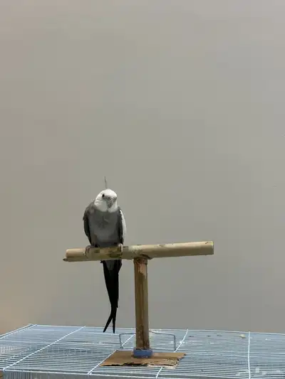 ببغا كوكتيل دوبه ف اول شبابه اتوقع انه ذكر لأنه يغرد و صوت index